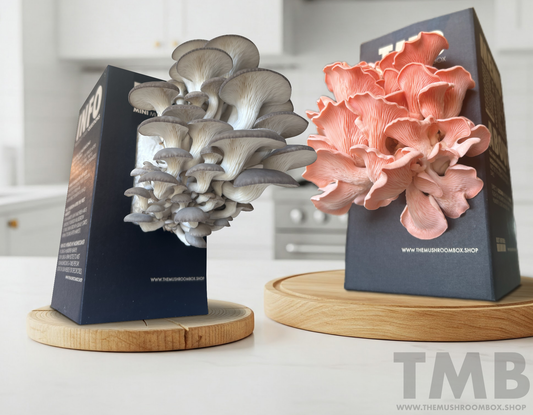 The Life Cycle Of a Mushroom Box (Pink Oyster)