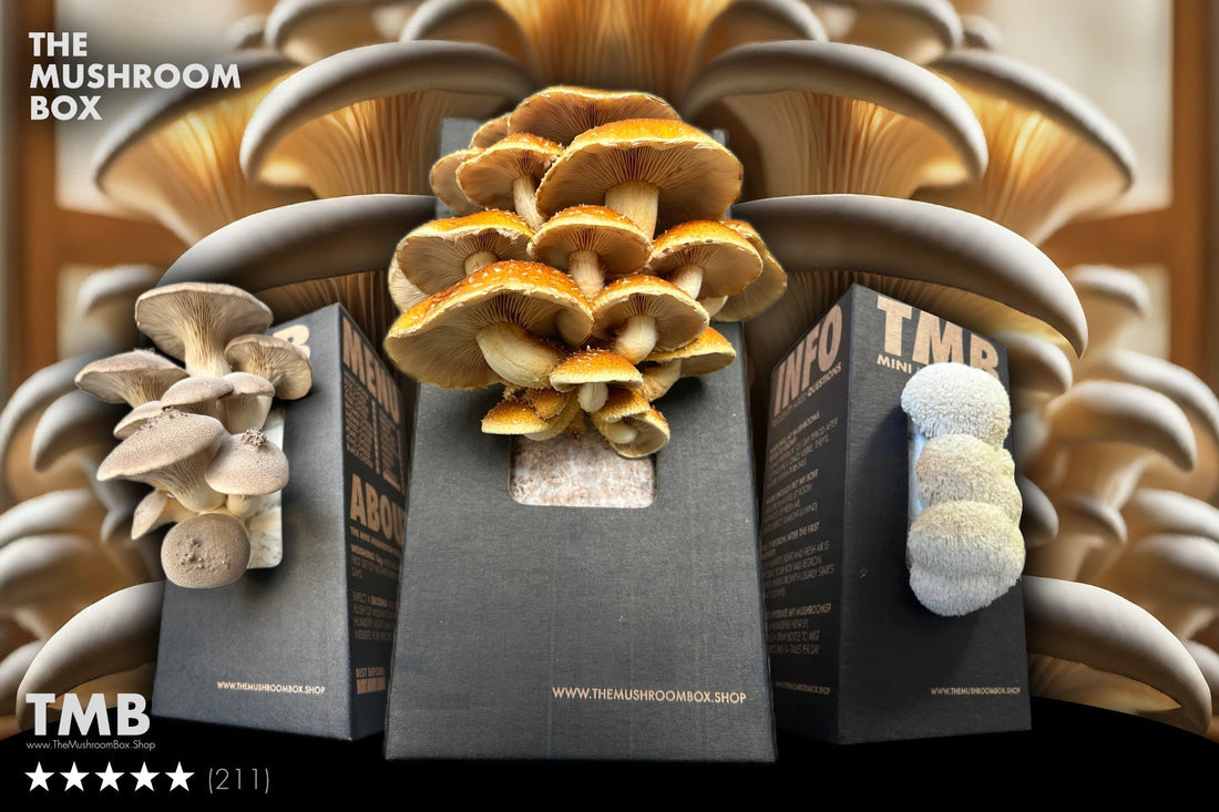 The Ultimate Mushroom Sauce Recipe (Must Try)