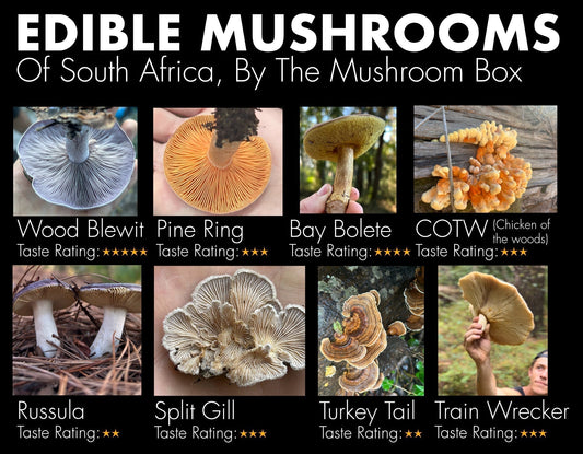 8 Edible Mushrooms Found in South Africa