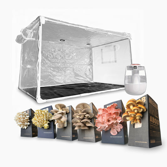 Mini Mushroom Farm set up + Seasonal 6 pack