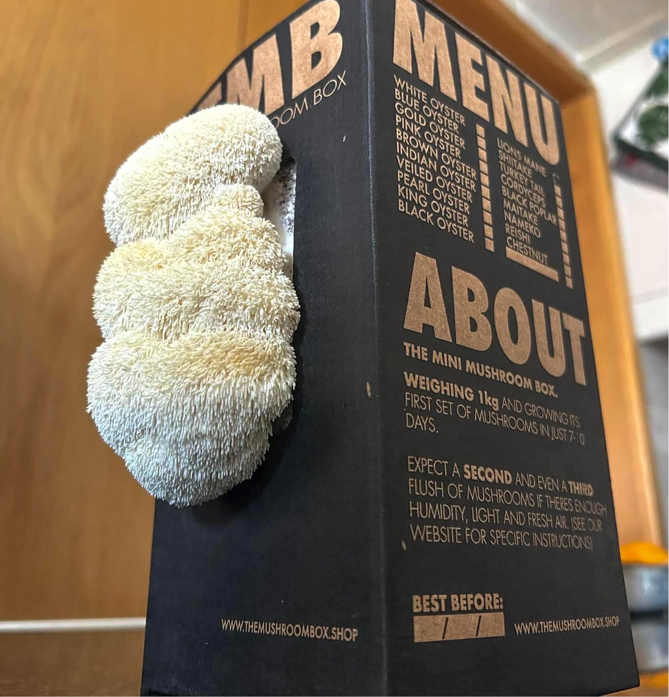 Brain Booster - Lions Mane Mushroom Box