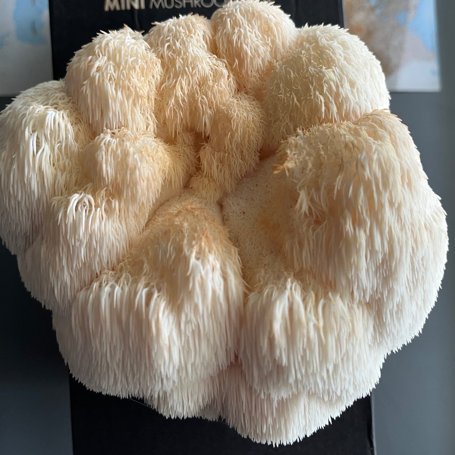Brain Booster - Lions Mane Mushroom Box