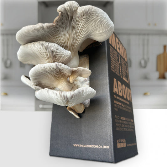 Brown Oyster Mushroom Box