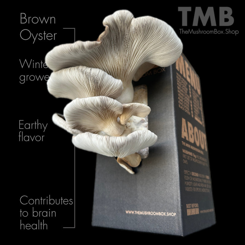 Brown Oyster Mushroom Box