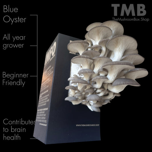Farmers Favourite - Blue Oyster Mushroom Box