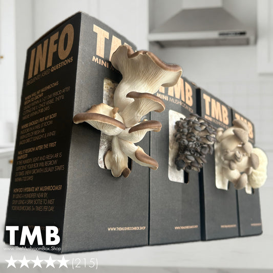 3 Month Subscription | Save 40% | 6 different mushroom boxes monthly