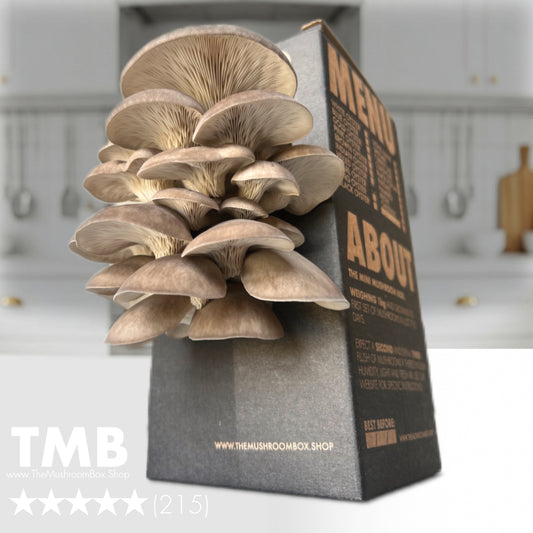 Immune Booster - Black Pearl Oyster Mushroom Box