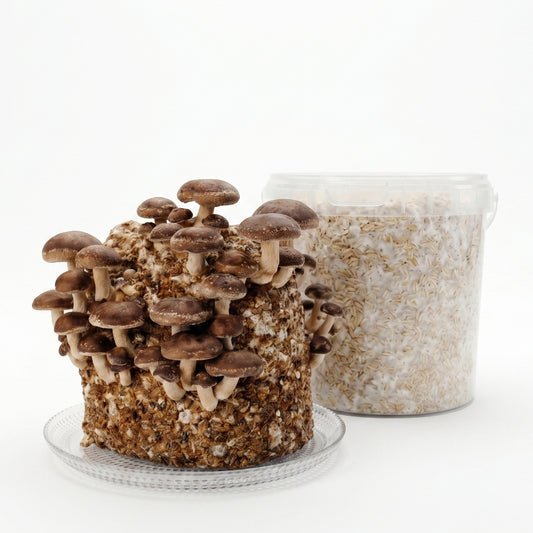 Shiitake Mushroom Kit