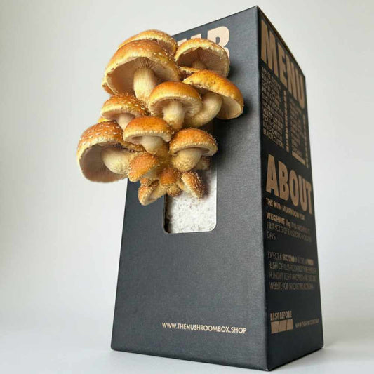 Gourmet - Chestnut Mushroom Box