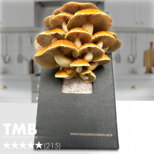 Gourmet - Chestnut Mushroom Box