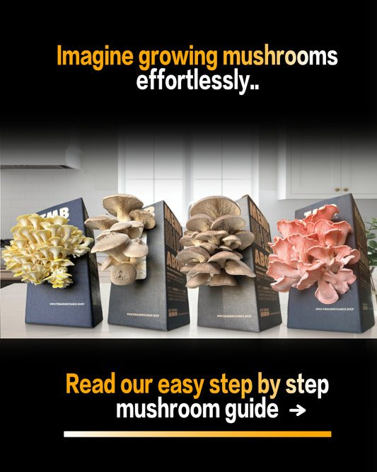 Seasonal 6 Pack | 30% Off | Random Mix