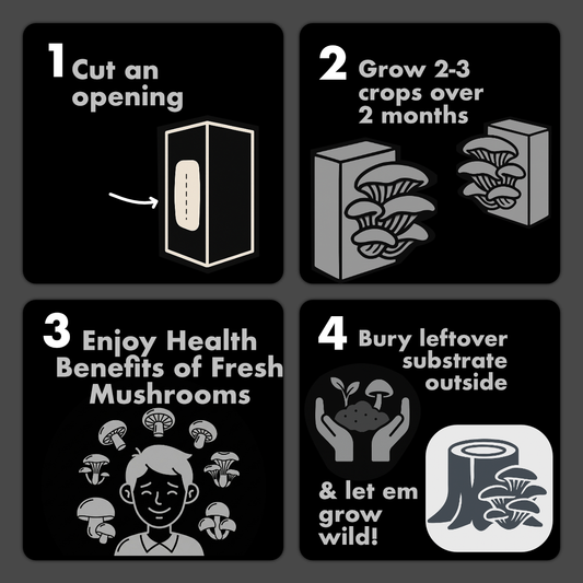 4 pack | 2 King + 2 Blue Oyster | 30% off