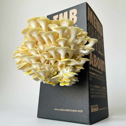 Mushroom-shaped decorative item on a box with 'The Mushroom Box' branding.