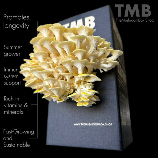 Longevity - Golden Oyster Mushroom Box