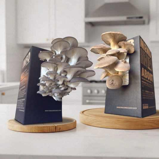 Chefs Favourite - King Oyster Mushroom Box