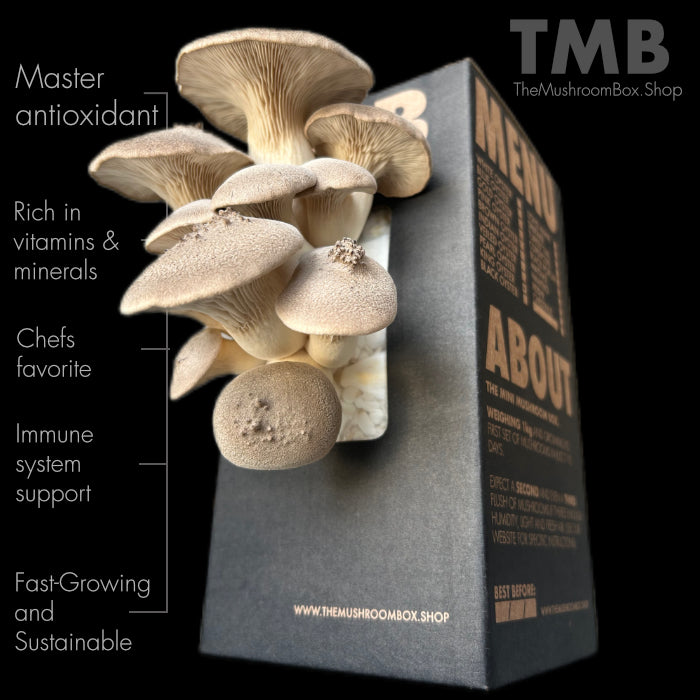 Chefs Favourite - King Oyster Mushroom Box