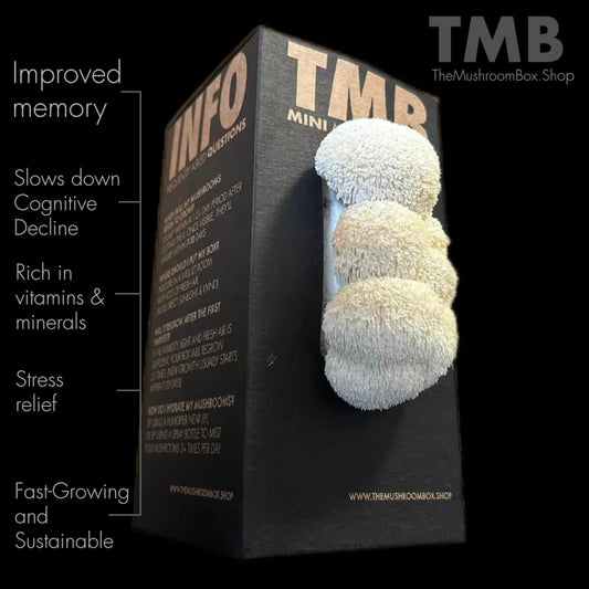 Brain Booster - Lions Mane Mushroom Box