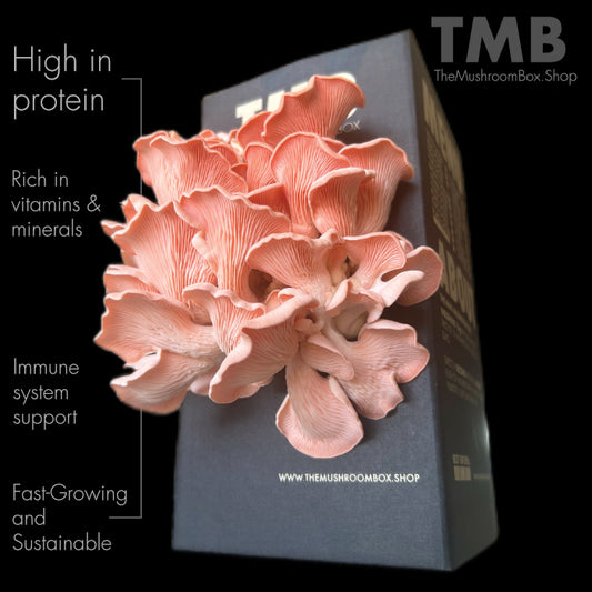 Protein Packed - Pink Oyster Mushroom Box