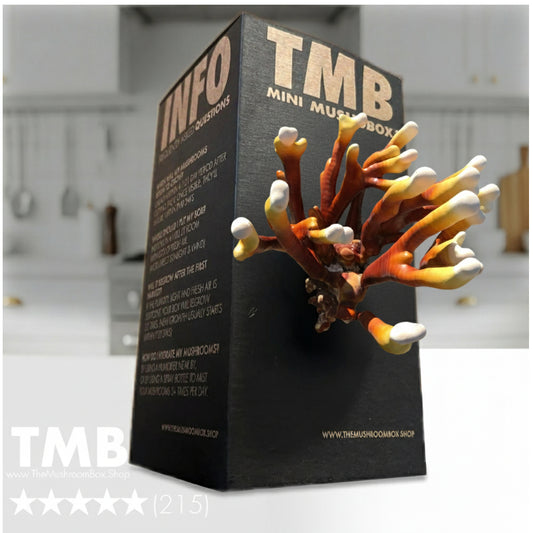 Reishi Mushroom Capsules (60) | Stress Management | Immune Support | 500mg