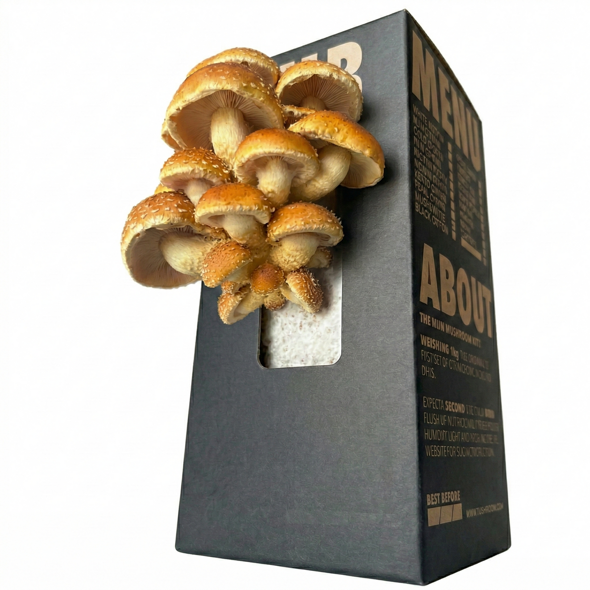 Chestnut Mushroom Log