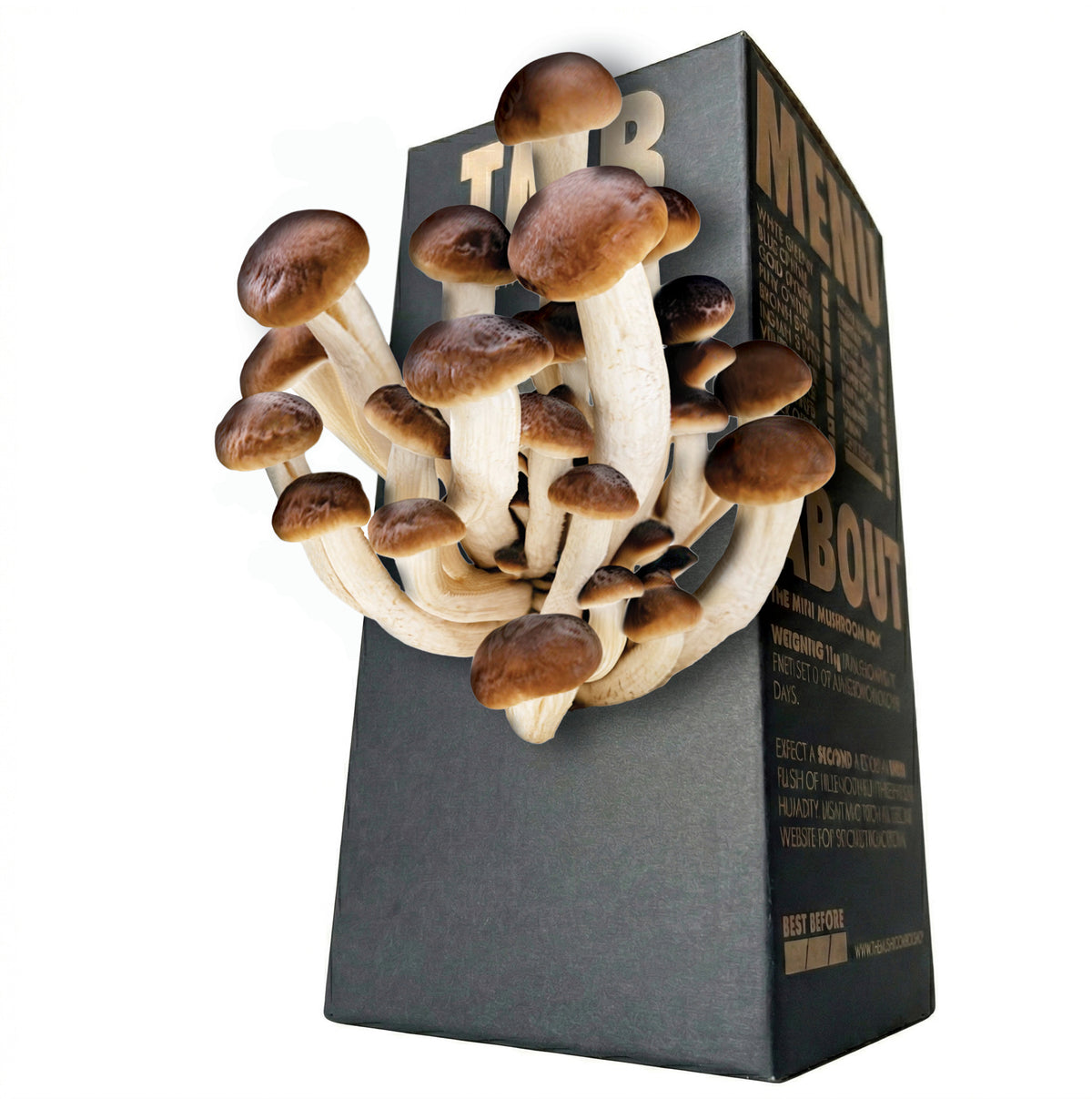 Poplar Mushroom Log