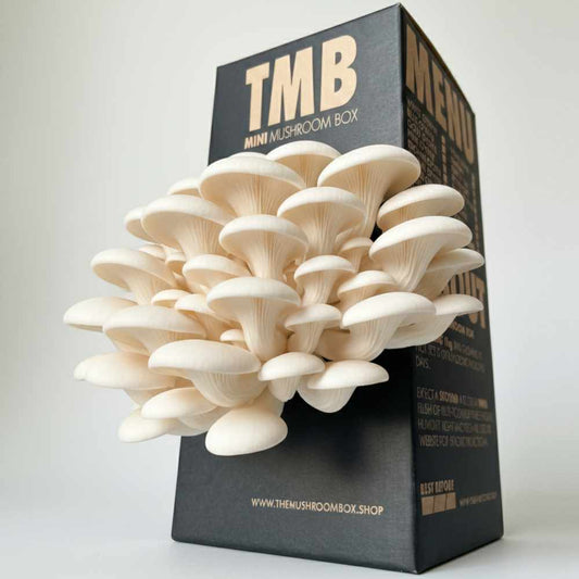 Easy Grower - White Oyster Mushroom Box