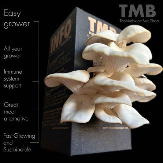 Easy Grower - White Oyster Mushroom Box