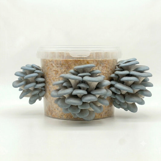 Farmers Favourite - Blue Oyster Mushroom Box