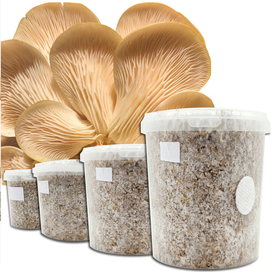 Easy Grower - White Oyster Mushroom Box