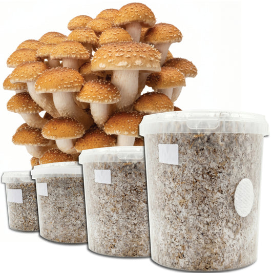 Gourmet - Chestnut Mushroom Box