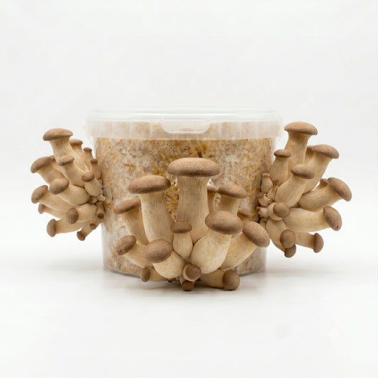 Chefs Favourite - King Oyster Mushroom Box