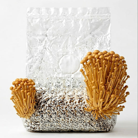 Gold Enoki Mushroom Grow Block (2.5l)