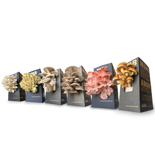 12 Month Subscription | Save 60% | 6 different mushroom boxes monthly