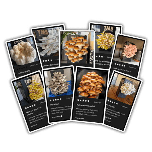 4 pack | 2 Gold + 2 Pink Oyster | 30% off