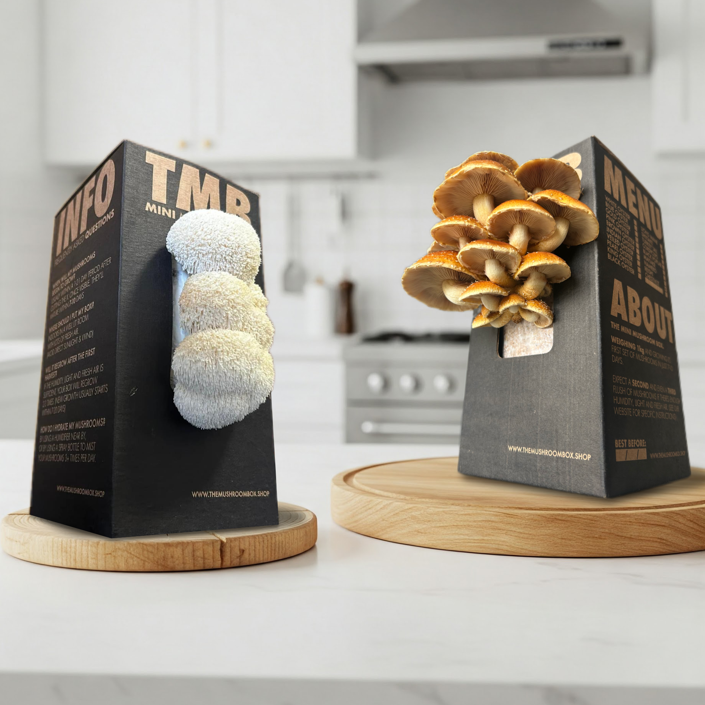 Brain Booster - Lions Mane Mushroom Box