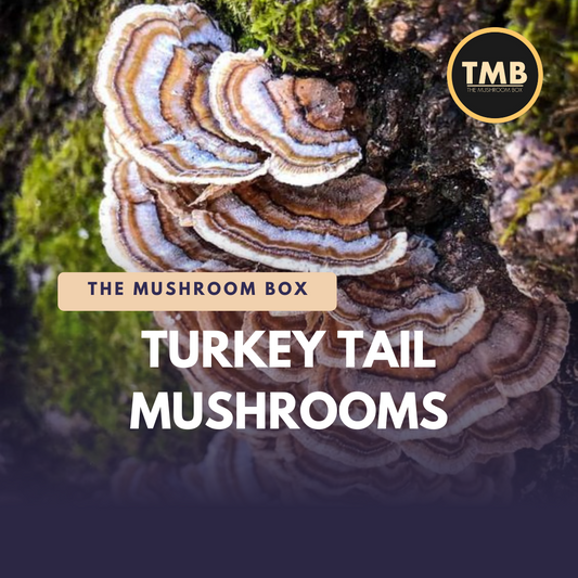 How to Grow & Use Turkey Tail Mushrooms