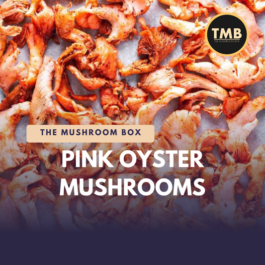 Pink Oyster Mushrooms