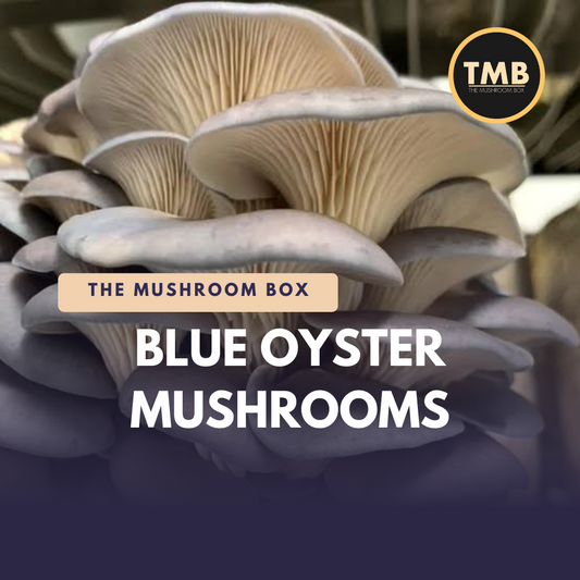 Blue Oyster Mushrooms