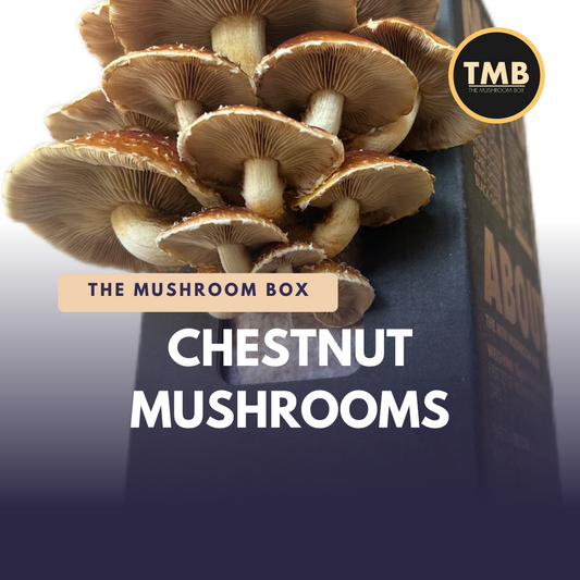 Chestnut Mushrooms (Pholiota adiposa)