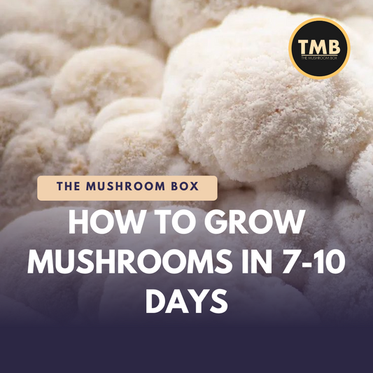 How to grow mushrooms in 7-10 days