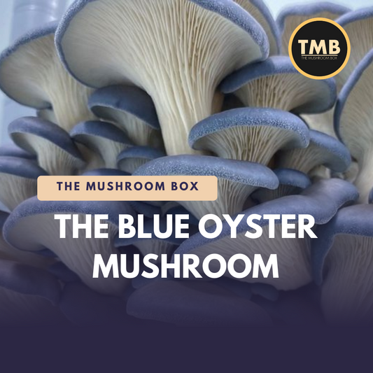 What You NEED To Know About Blue Oyster Mushrooms