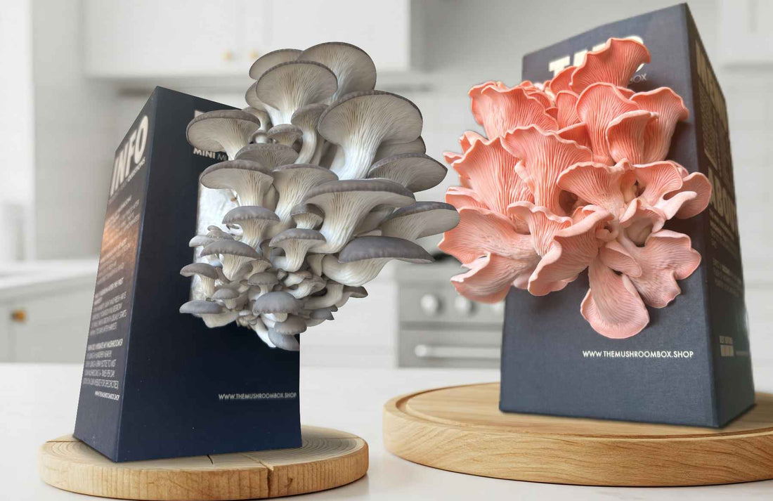 The Life Cycle Of a Mushroom Box (Pink Oyster)