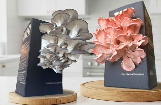 The Life Cycle Of a Mushroom Box (Pink Oyster)