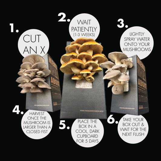 How to grow mushrooms in 7-10 days