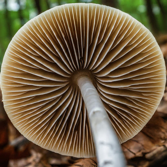 The Anatomy of a Mushroom