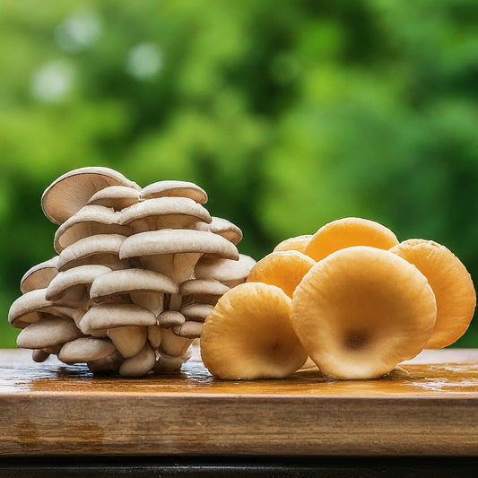 What is the Best Way to Eat Oyster Mushrooms?