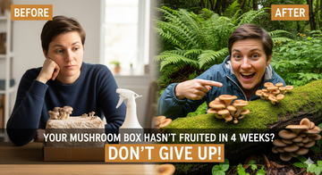 Your Mushroom Box Hasn't Fruited in 4 weeks? Don't Give Up! Here's Next Step