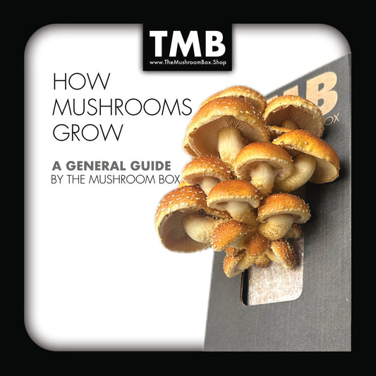 How to grow mushrooms in 7-10 days