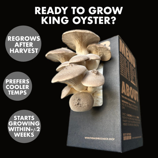 The King Oyster Mushroom - A Simple Grow Guide