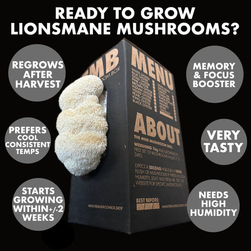 Lionsmane Mushroom Box - Grow Guide